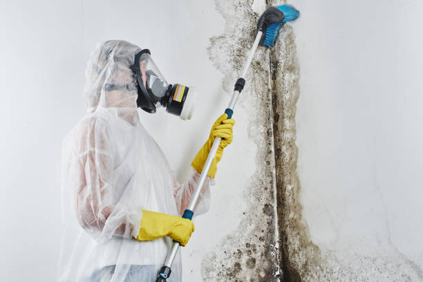 Best White Mold Remediation in Chevy Chase Heights, PA